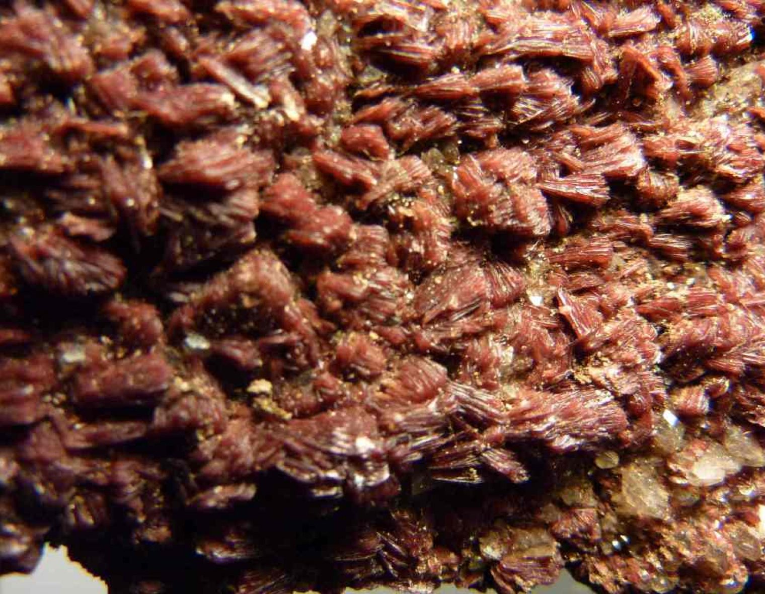 L’enocianina è incorporata nei cristalli di calcare . Così ci appaiono rossi .