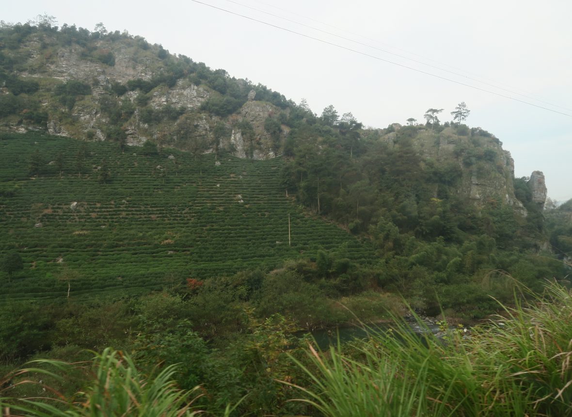 Coltivazioni di tè nero a terrazze , una varietà della regione dell’ Anhui , molto apprezzata