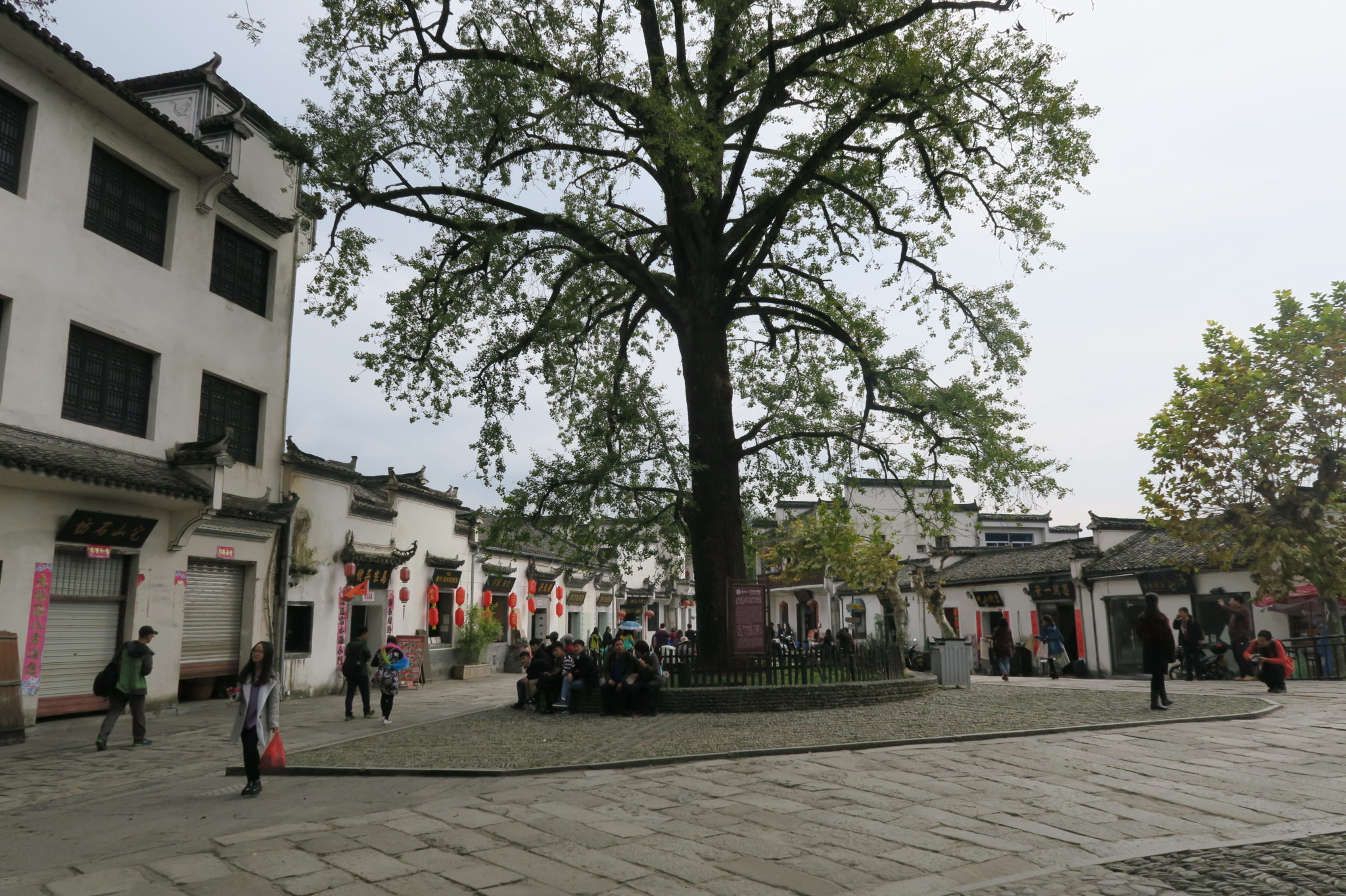Questo antico albero di Ginkgo in una piazza del paese è vecchio di cinquecento anni . E’ uno degli alberi di buon auspicio del villaggio . Nei tempi passati se un anziano del villaggio moriva la sua bara