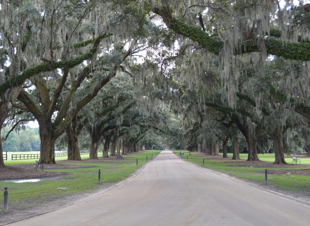 Il viale , lungo 1.5 Km , percorre la  piantagione . Gli alberi vennero piantati nel 1743 . Dai rami degli alberi Oak , che adornano il lungo viale di ingresso alla piantagione , pendono lunghi drappeggi di muschio .