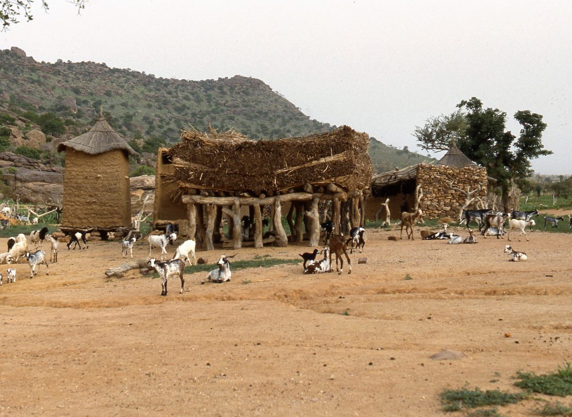 I dogon praticano la pastorizia