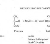Tramite questa reazione si riproduce NAD+ necessario alla glicolisi (tappa 6)