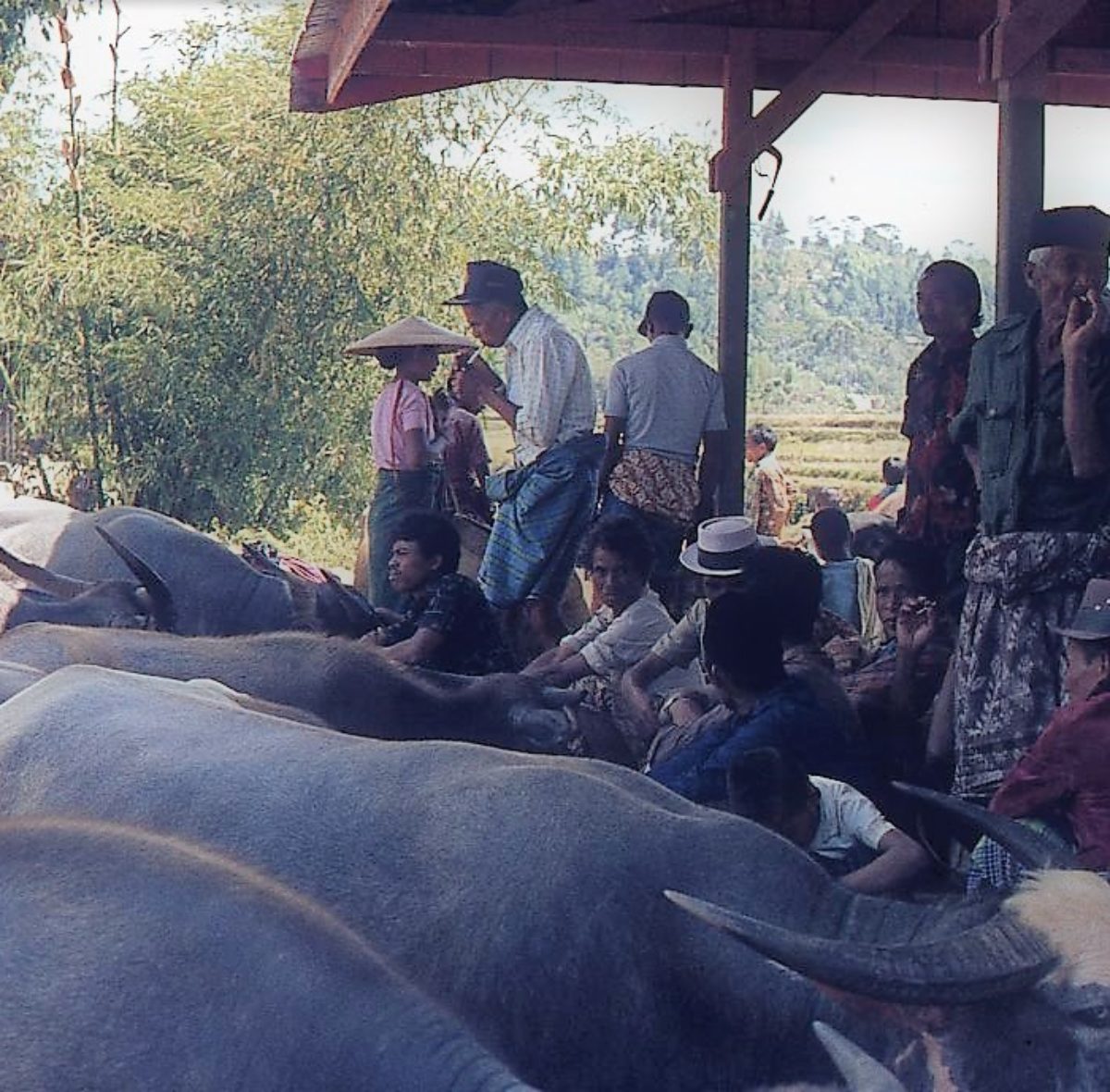 Nella cerimonia vengono sacrificati decine di bufali d’acqua e le carni distribuite agli ospiti . Per la famiglia del defunto è una spesa ingente che deve essere affrontata .