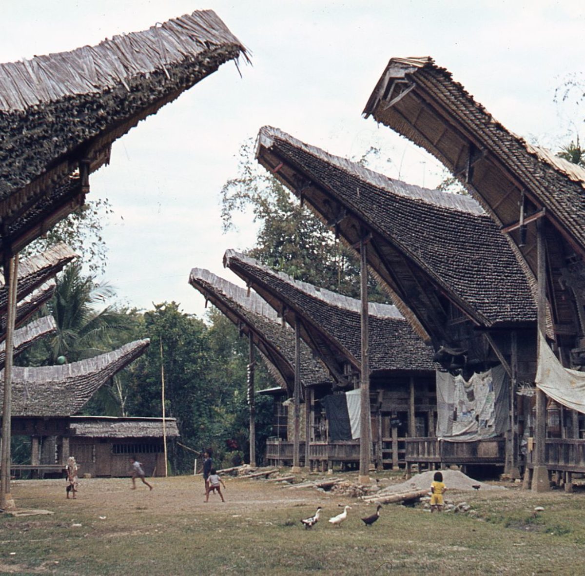 La case si sollevano in alto appoggiandosi su pali di legno , coperte da un tetto fatto di strati di canne di bambù , dalla forma di un ampio arco ricurvo . La parola Tongkonan viene dalla parola Tongkon che significa “stare seduto “