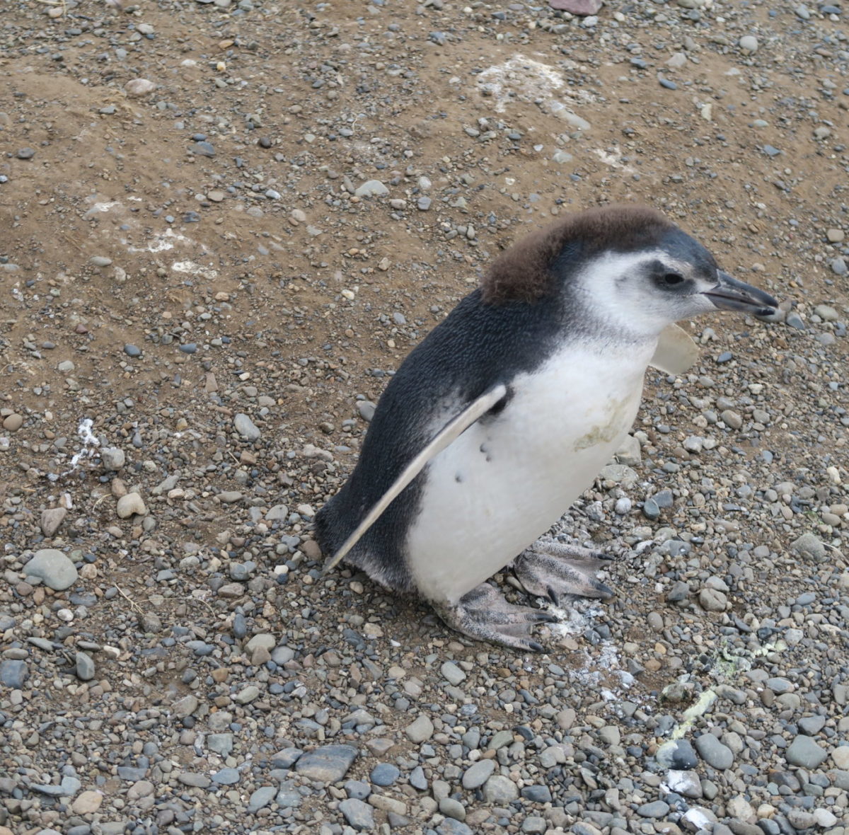 Un pinguino nato nell’isola che sta terminando la muta /A penguin born in the island that is ending the 	molt