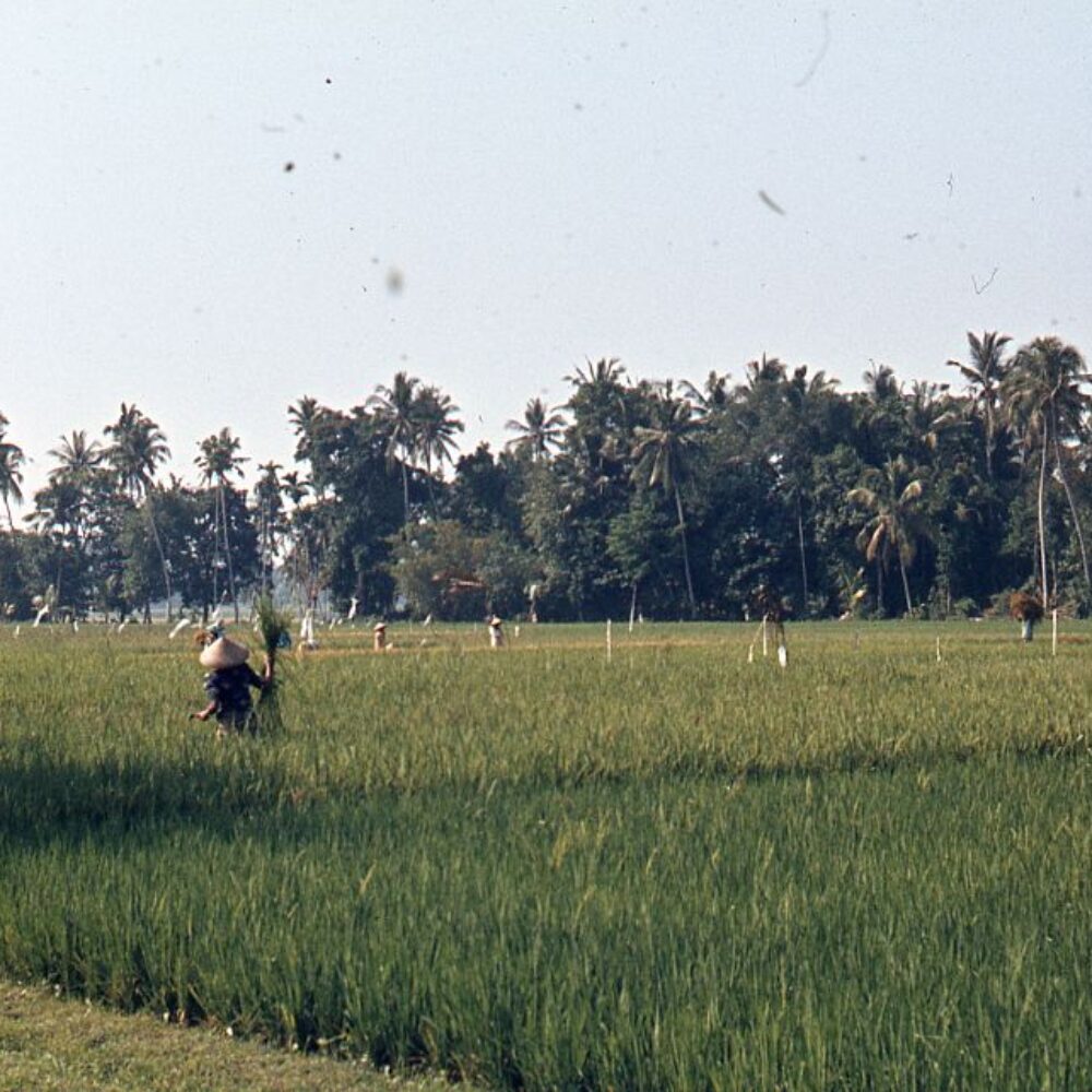 The harvest of rice
