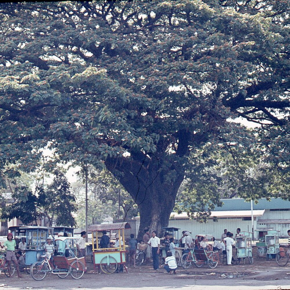 In Denpasar, the capital of the island, you rest under a giant tree