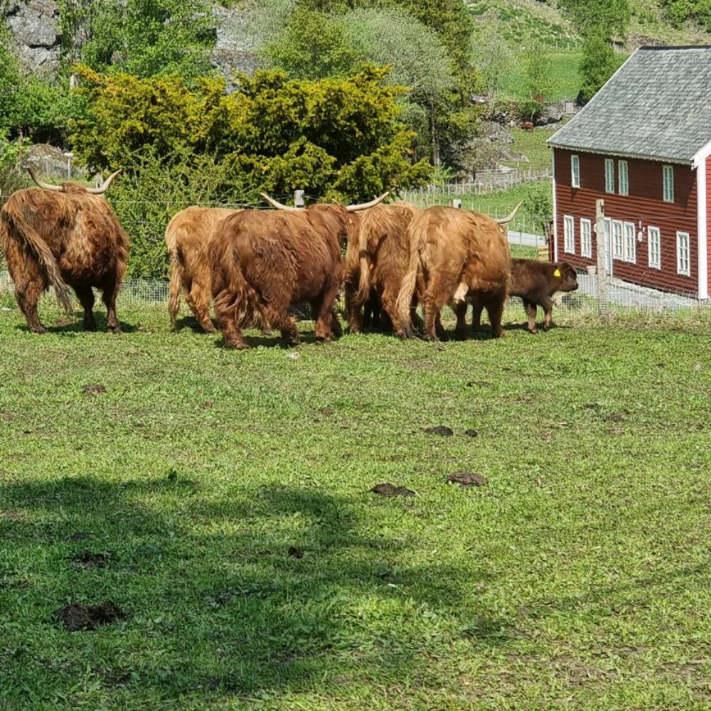 Along the valley there is a herd of thickly furred cattle. The little ones look like teddy bears